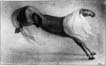 אלפרד קובין, סוס כלאיים, 1902-1903